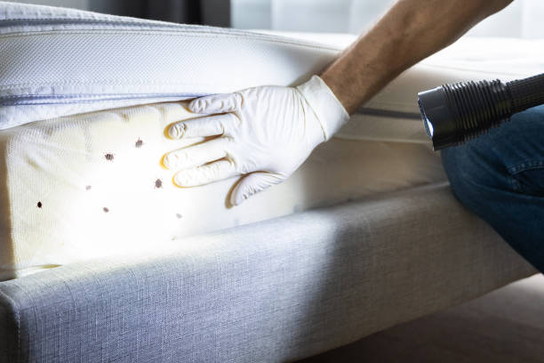 Best Flea Control Services  in Una, WA