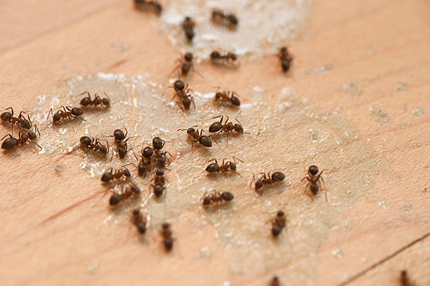 Best Pest Inspection Near Me  in Una, WA