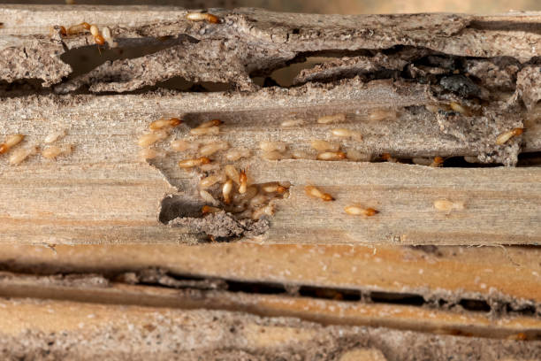 Best Commercial Pest Control Services  in Una, WA